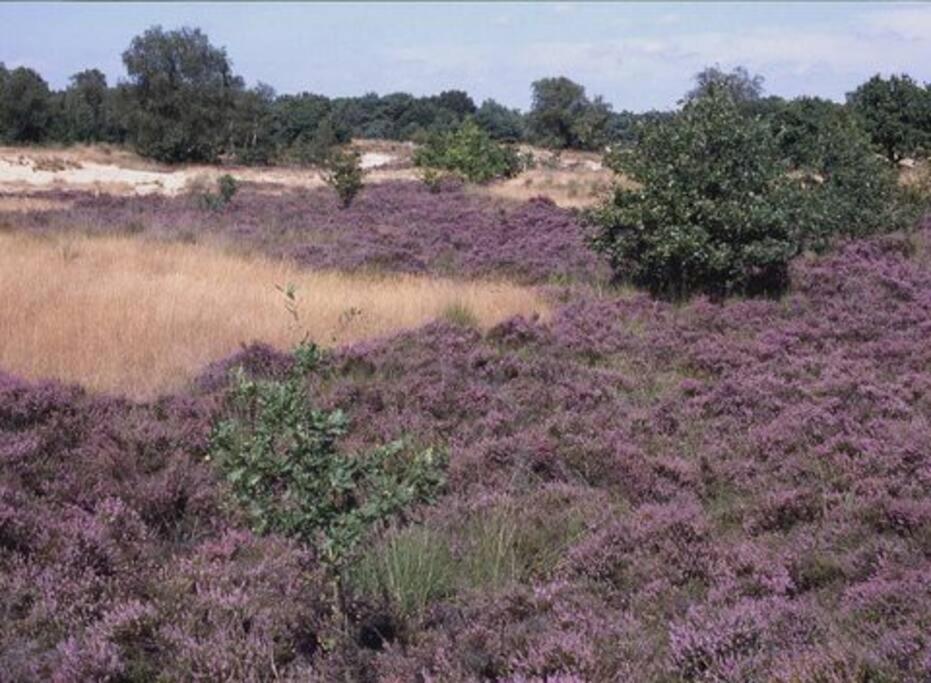 Natuurhuisje Oisterwijkヴィラ エクステリア 写真